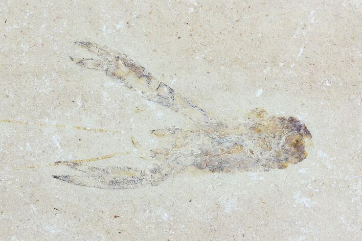 Cretaceous Lobster (Pseudostacus) Fossil - Lebanon #123997